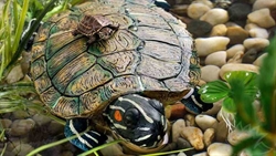 Остров для акватеррариума Exo Terra - большая черепаха 22x14x5,5 см. - фото 25282