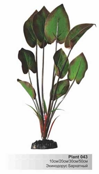 Шелковое растение Barbus Эхинодорус бархатный 30 см. - фото 28761