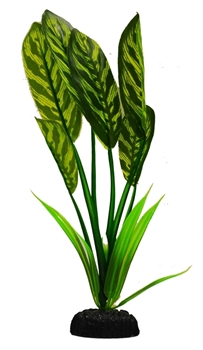 Шелковое растение Barbus Дифинбахия 20 см. - фото 28943