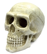 ArtUniq Large Skull - Декоративная композиция "Большой череп" 20x12,7x15,8 см