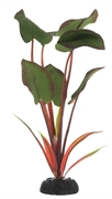 Шелковое растение Barbus Эхинодорус бархатный 20 см.