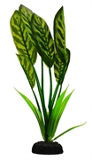 Шелковое растение Barbus Дифинбахия 20 см.