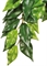 Тропическое растение Exo Terra Jungle Plants пластиковое Фикус большое 70х20 см. - фото 25725