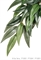 Тропическое растение Exo Terra Jungle Plants пластиковое Рускус среднее 55х25 см. - фото 25726