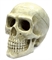 ArtUniq Large Skull - Декоративная композиция "Большой череп" 20x12,7x15,8 см - фото 28592