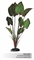 Шелковое растение Barbus Эхинодорус бархатный 30 см. - фото 28761