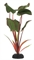 Шелковое растение Barbus Эхинодорус бархатный 20 см. - фото 28934