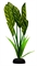 Шелковое растение Barbus Дифинбахия 20 см. - фото 28943