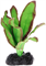 Шелковое растение Barbus Эхинодорус бархатный 10 см. - фото 29106