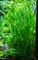 Растение живое Шиловидная Сагиттария (или субулата) /L/ - фото 47561