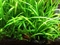 Растение живое Шиловидная Сагиттария (или субулата) /S/ - фото 47573